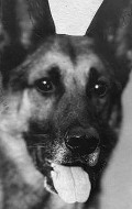 Strongheart the Dog movies and biography.