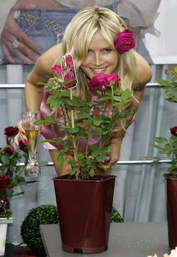 Heidi Klum - best image in biography.