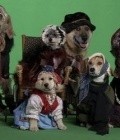 Heidi 4 Paws movie in Marshall Bell filmography.
