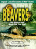 Beavers movie in Stephen Low filmography.